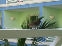 barbados 022